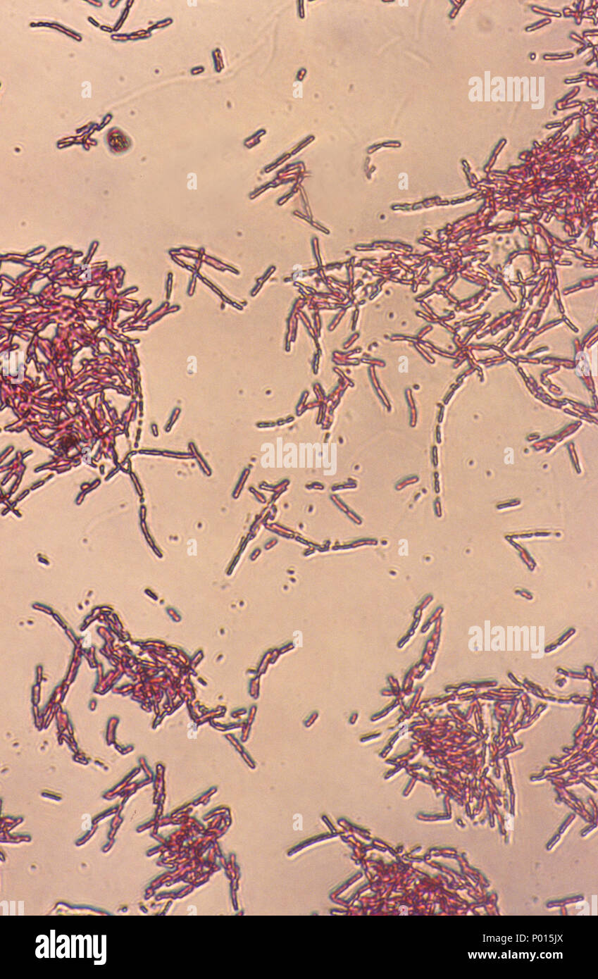 Escherichia coli batterio Foto Stock