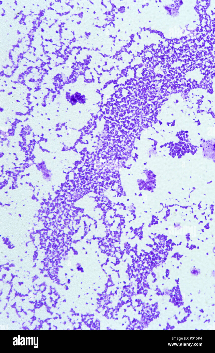 Per Staphylococcus aureus Foto Stock