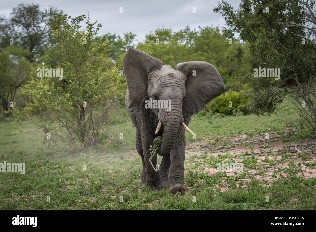 Un giovane elefante la carica del veicolo. Foto Stock