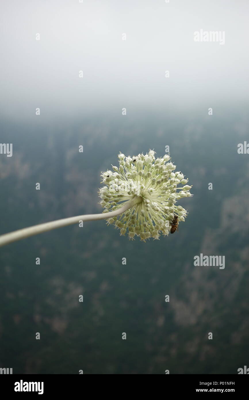Dei Fiori di Montagna Bianca viola Foto Stock