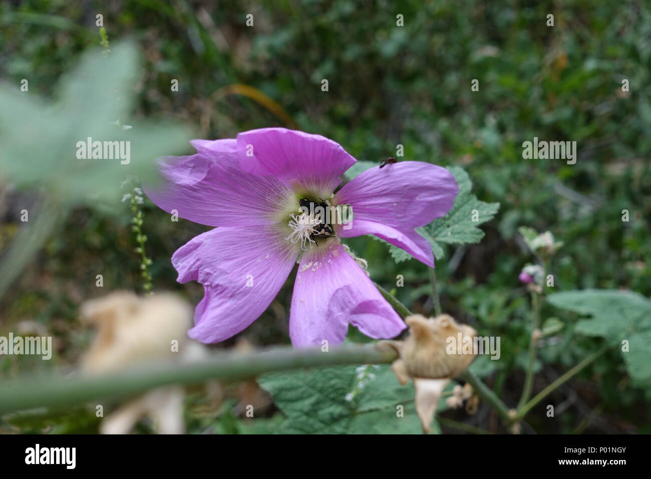 Fiore di montagna Foto Stock