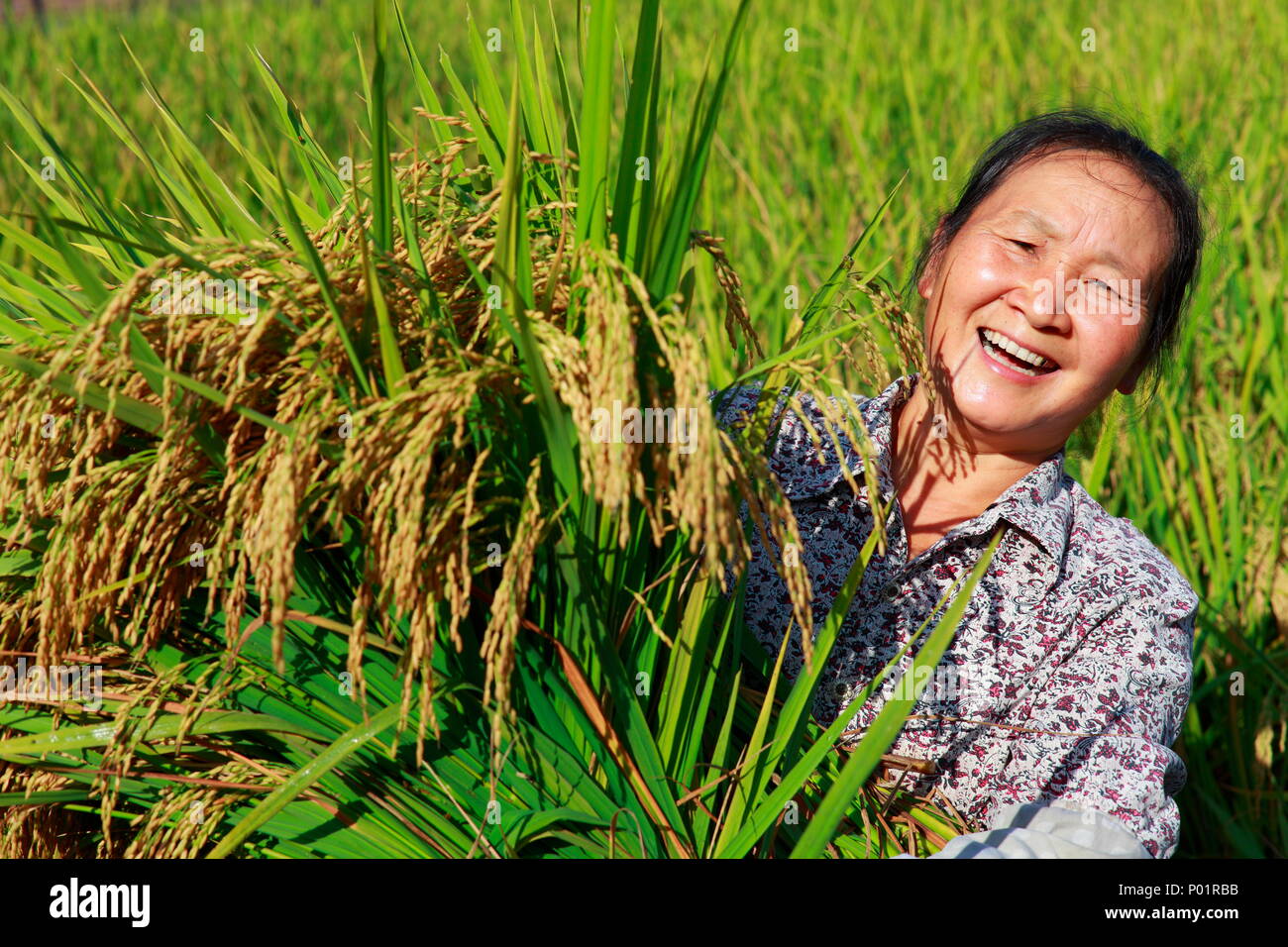 Felice asian agricoltore ritratto in risaia, raccolto di riso, femmina l'agricoltore che detiene il riso sorriso nel campo Foto Stock