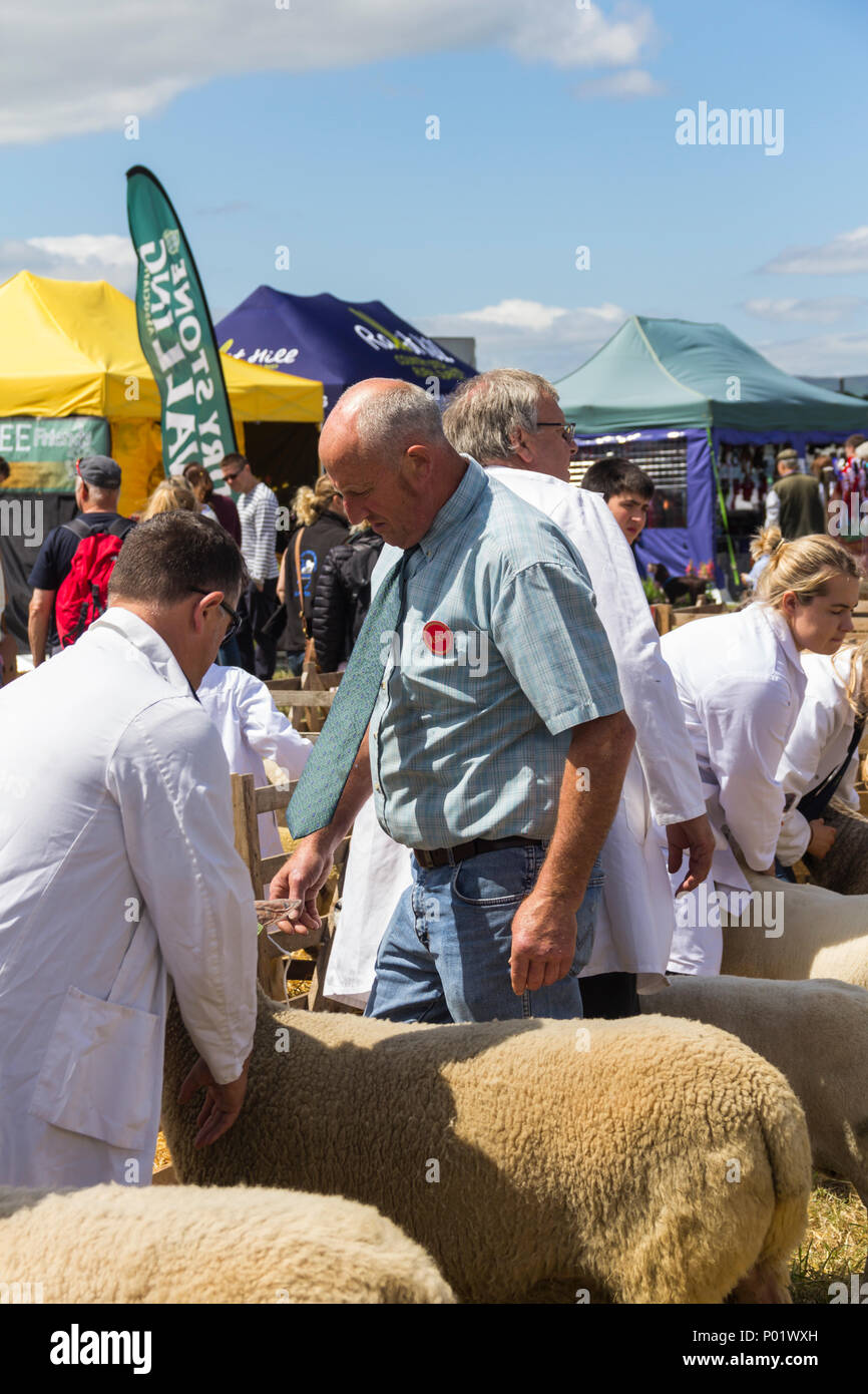 Una mostra giudice delibera sui meriti di ovini è entrato in una delle classi mostrano al Arthington Show, West Yorkshire nel 2017. Foto Stock