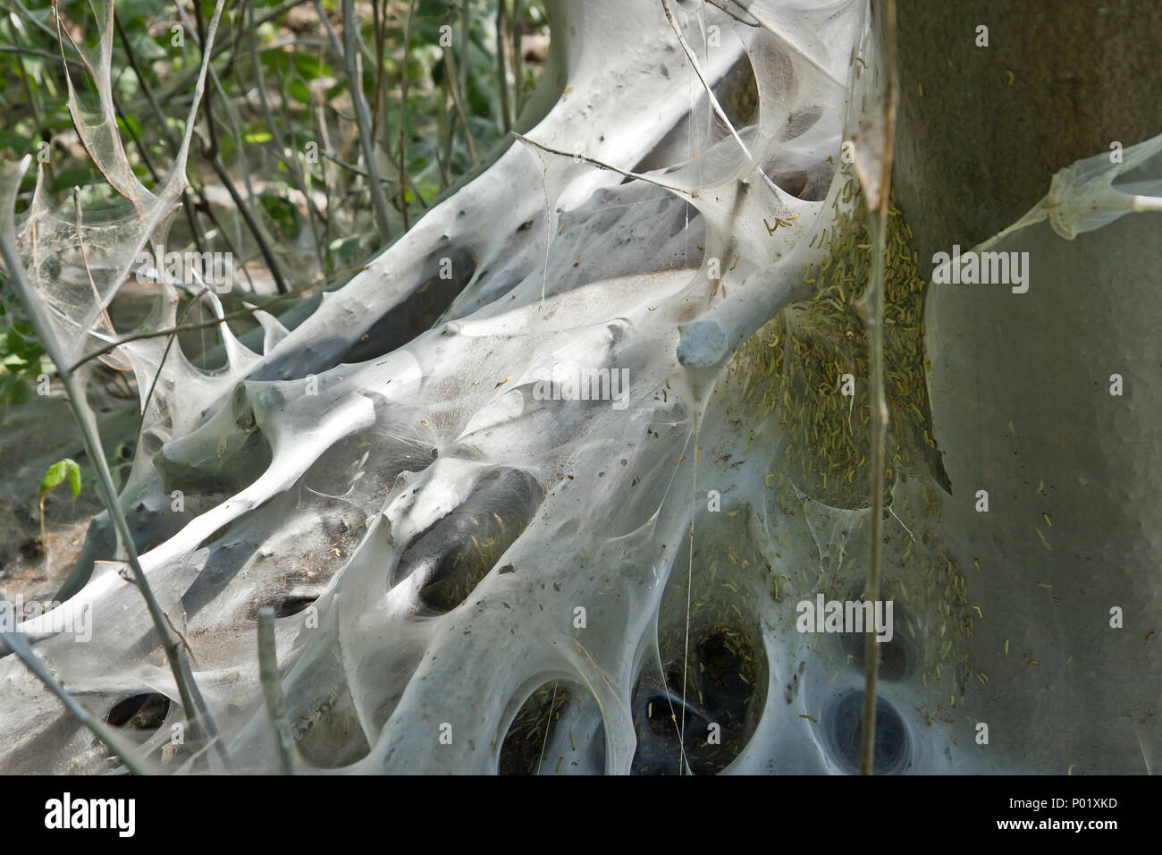 Insect Net sulla struttura ad albero Foto Stock