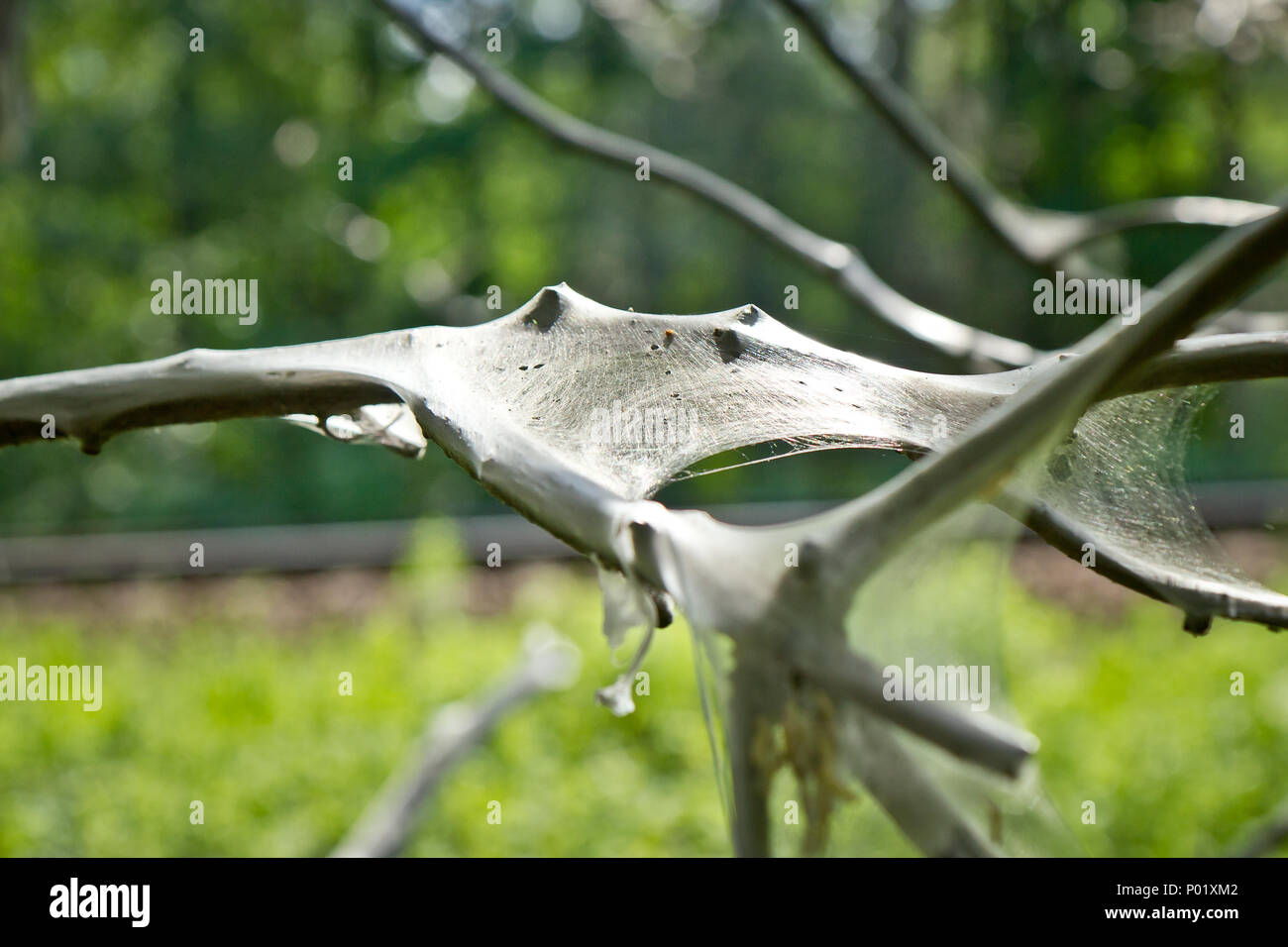 Insect Net sulla struttura ad albero Foto Stock