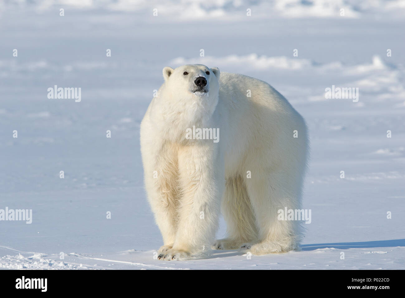 Orso polare (Ursus maritimus, sinonimo Thalarctos maritimus), Nunavut Territorio, Canada Foto Stock