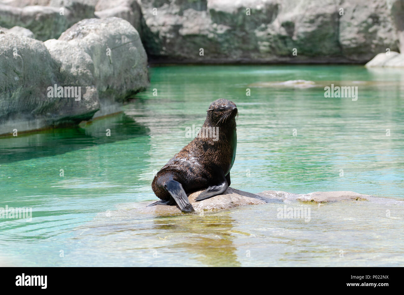 Un sud americana di pelliccia sigillo è appoggiato su di una roccia Foto Stock