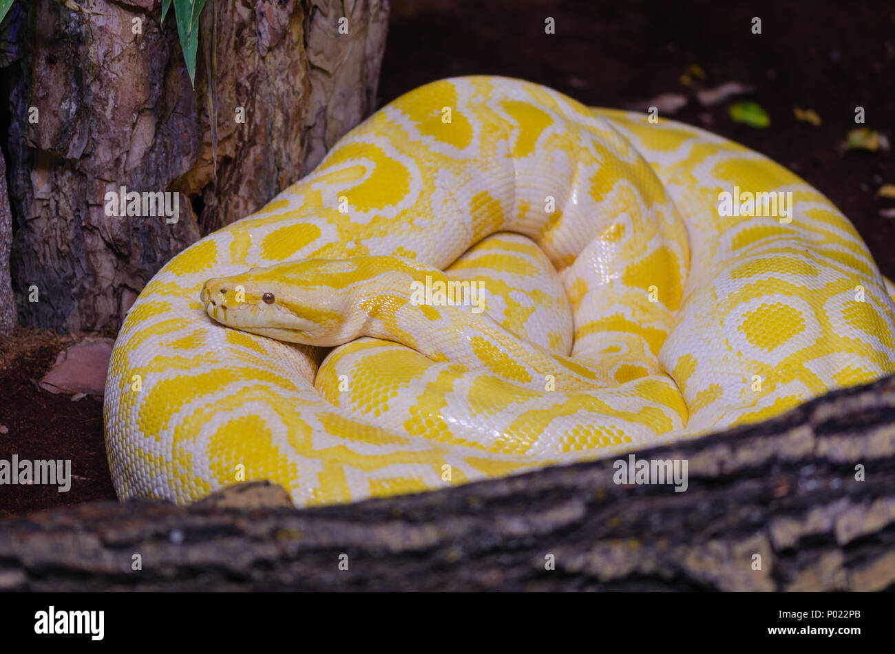 Albina burmese python.(Python molurus bivittatus) nel terrarium Foto Stock