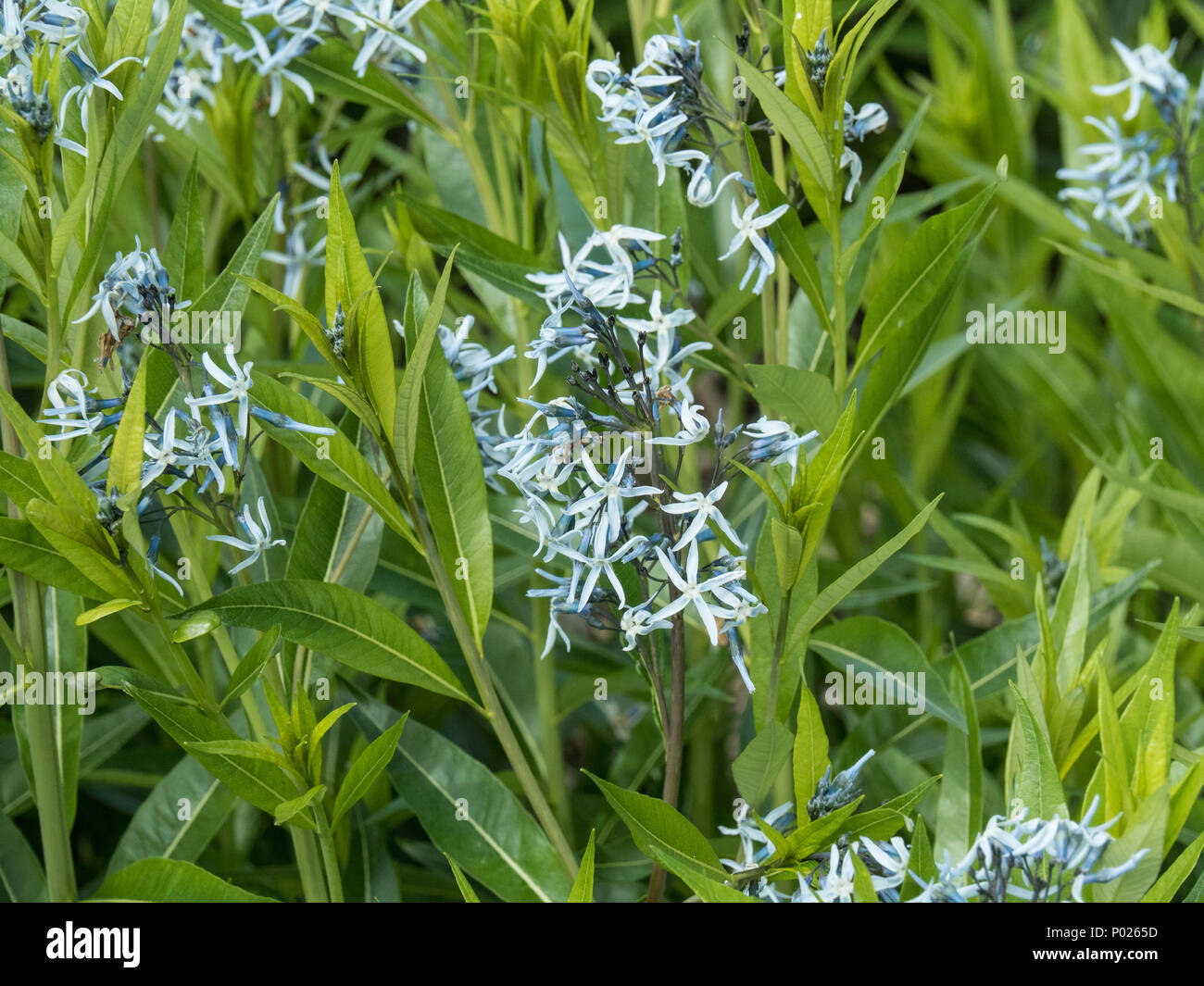 Un intrico di Amsonia tabernaemontana mostra il cielo blu star come fiori Foto Stock