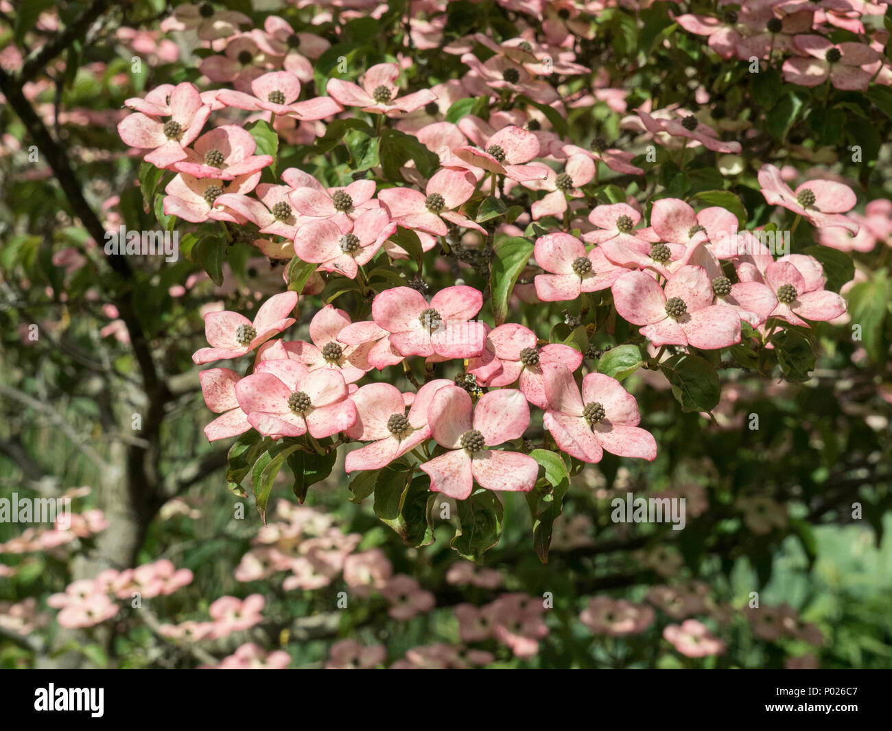 Il guscio di rosa fiori di Cornus kousa Satomi Miss Foto Stock