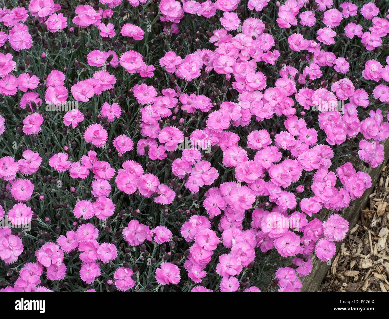 Un grande agglomerato di pink Dianthus Dinetta nel pieno fiore Foto Stock