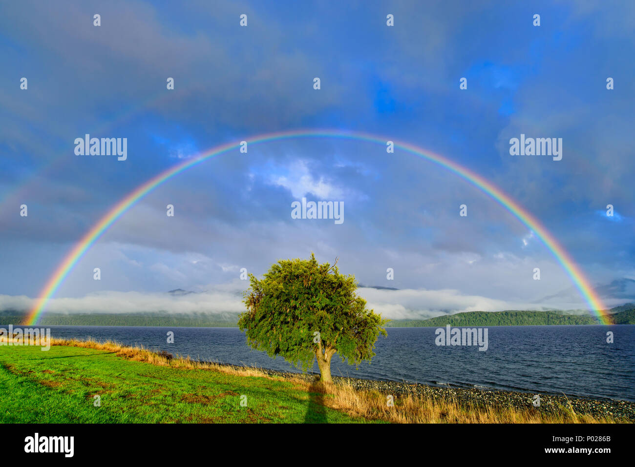 Doppio arcobaleno al di sopra di un albero Foto Stock