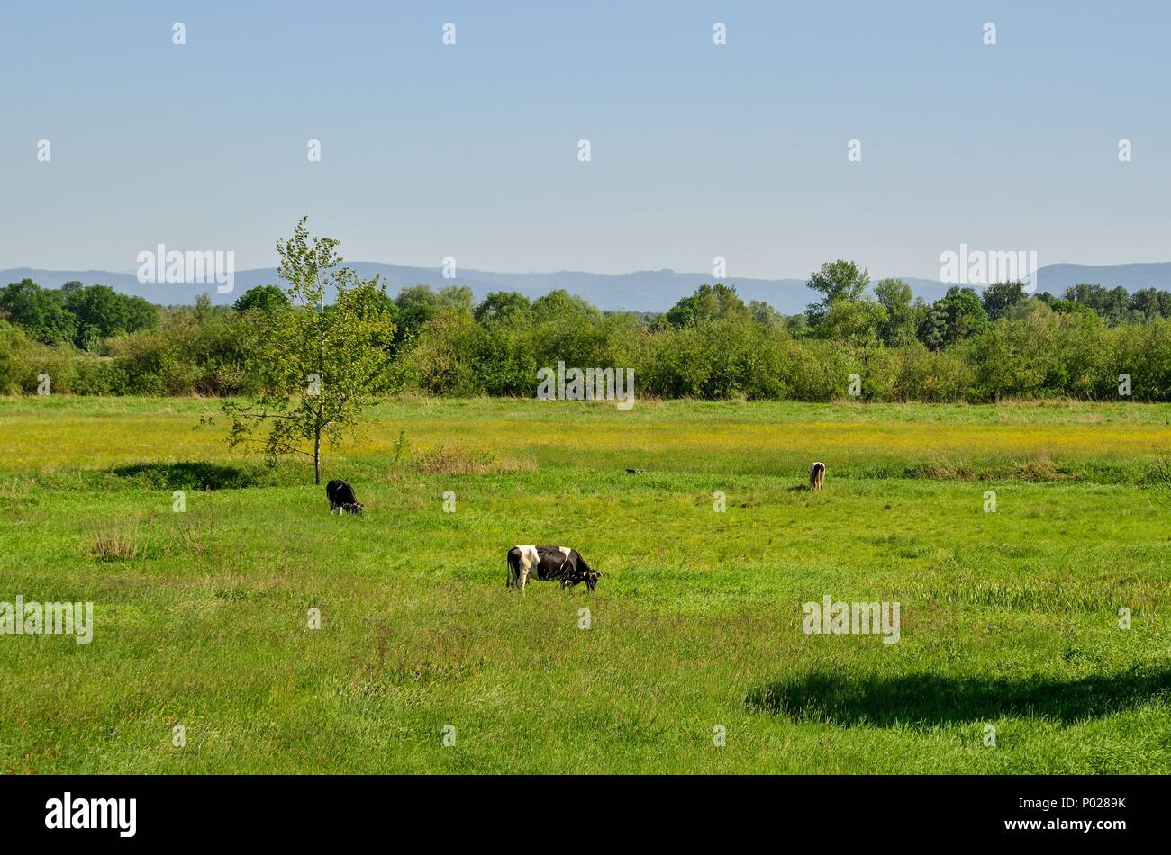 Bellissimo paesaggio rurale. Le mucche al pascolo su un prato verde. Foto Stock