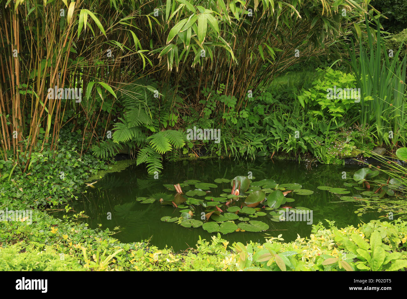 Una natura accogliente giardino nel West Midlands, Inghilterra, Regno Unito. Foto Stock