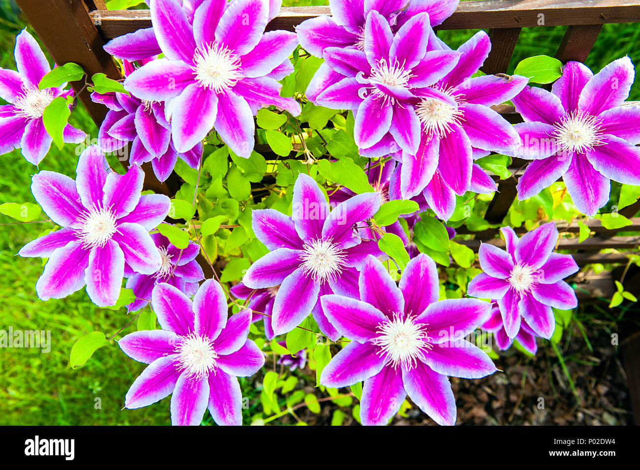 Clematide rosa fiori da giardino in legno elemento in background. Foto Stock