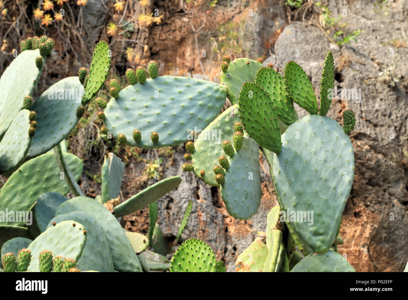 Nuova Opuntia cactus bud pad lascia Foto Stock