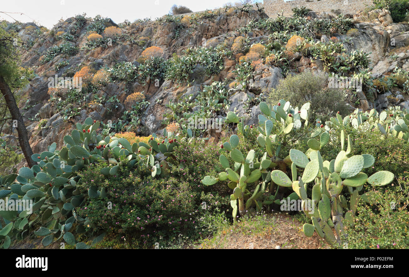 L' Opuntia cactus campo Foto Stock