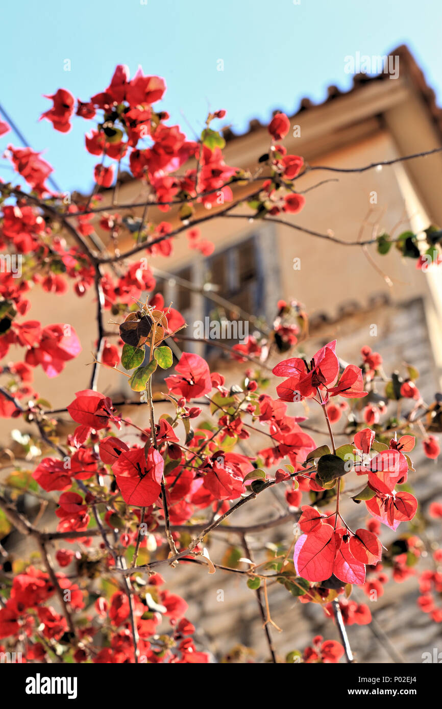 Red bougainvillea spectabilis fiori a old town house di Nafplio, Grecia Foto Stock