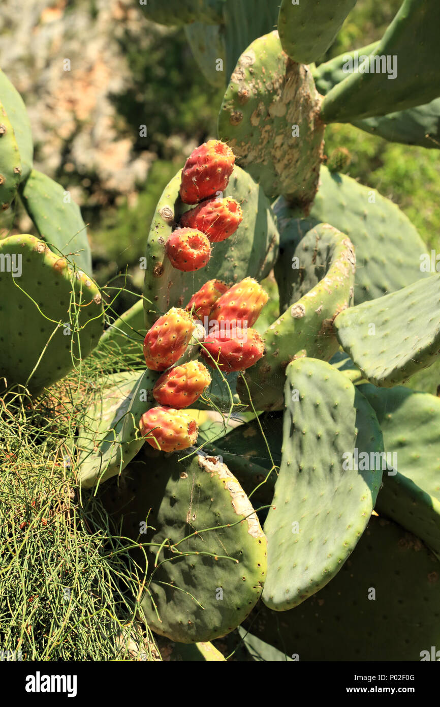 L' Opuntia cactus con tonni frutti Foto Stock