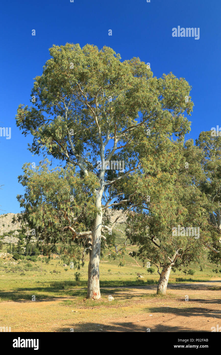 Albero di eucalipto Foto stock - Alamy