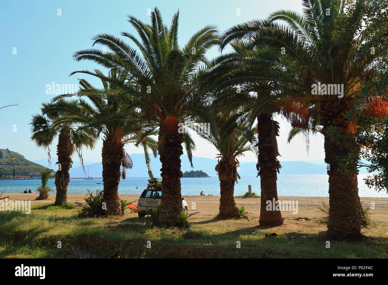 Palme sulla spiaggia di Karathona, Nafplio Foto Stock