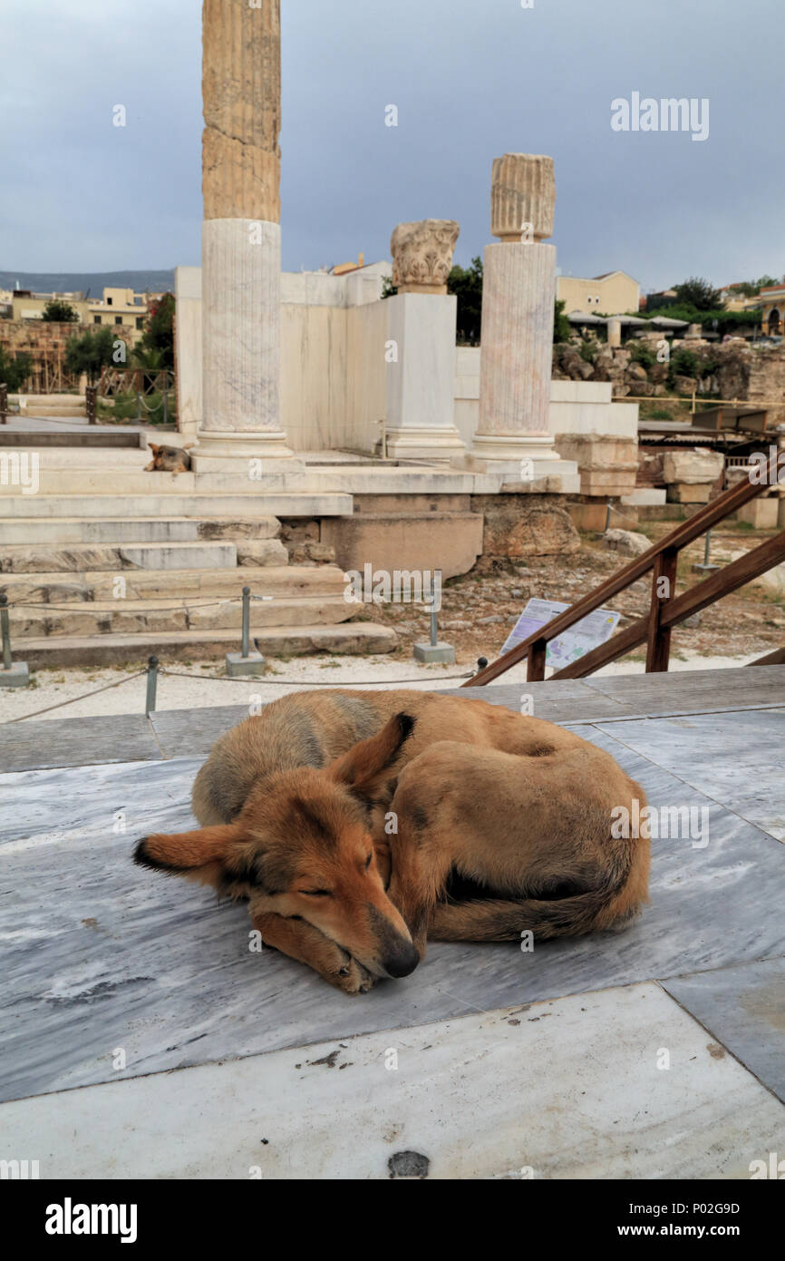 Stray dog ad Atene Foto Stock