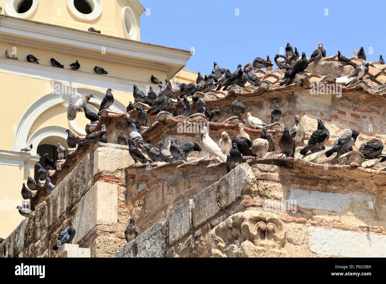 Uccelli urbana, piccioni selvatici (Columba livia domestica) ad Atene Foto Stock