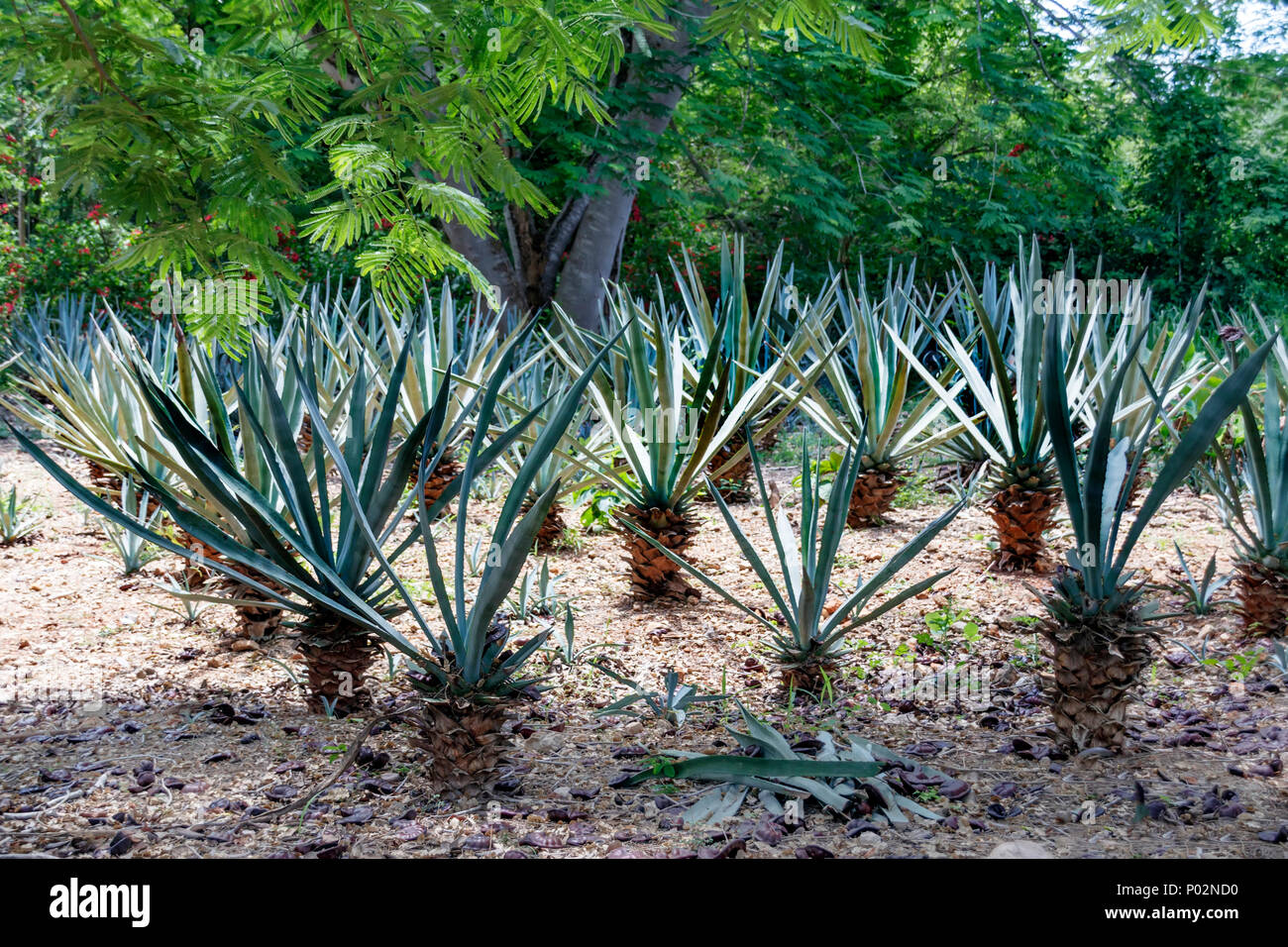 Campo di righe agave sisalana perrine . Messico Foto Stock