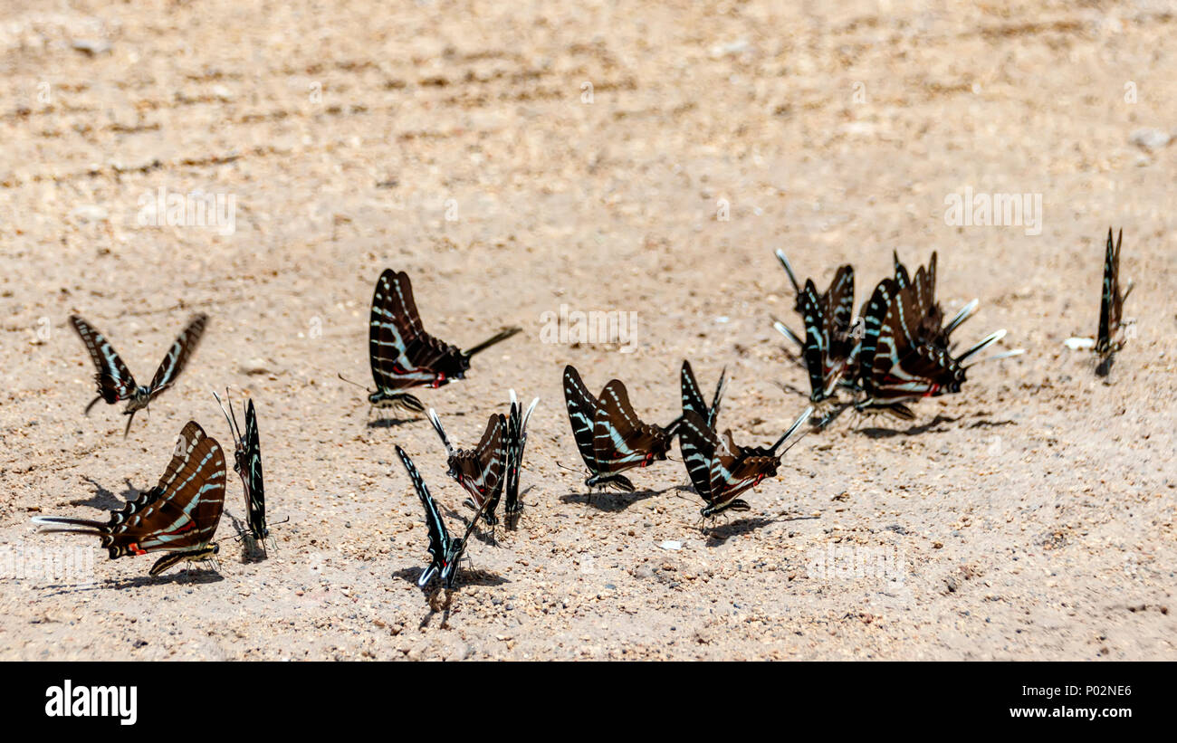 Orientale a coda di rondine tigre farfalle seduto per terra. Messico Foto Stock