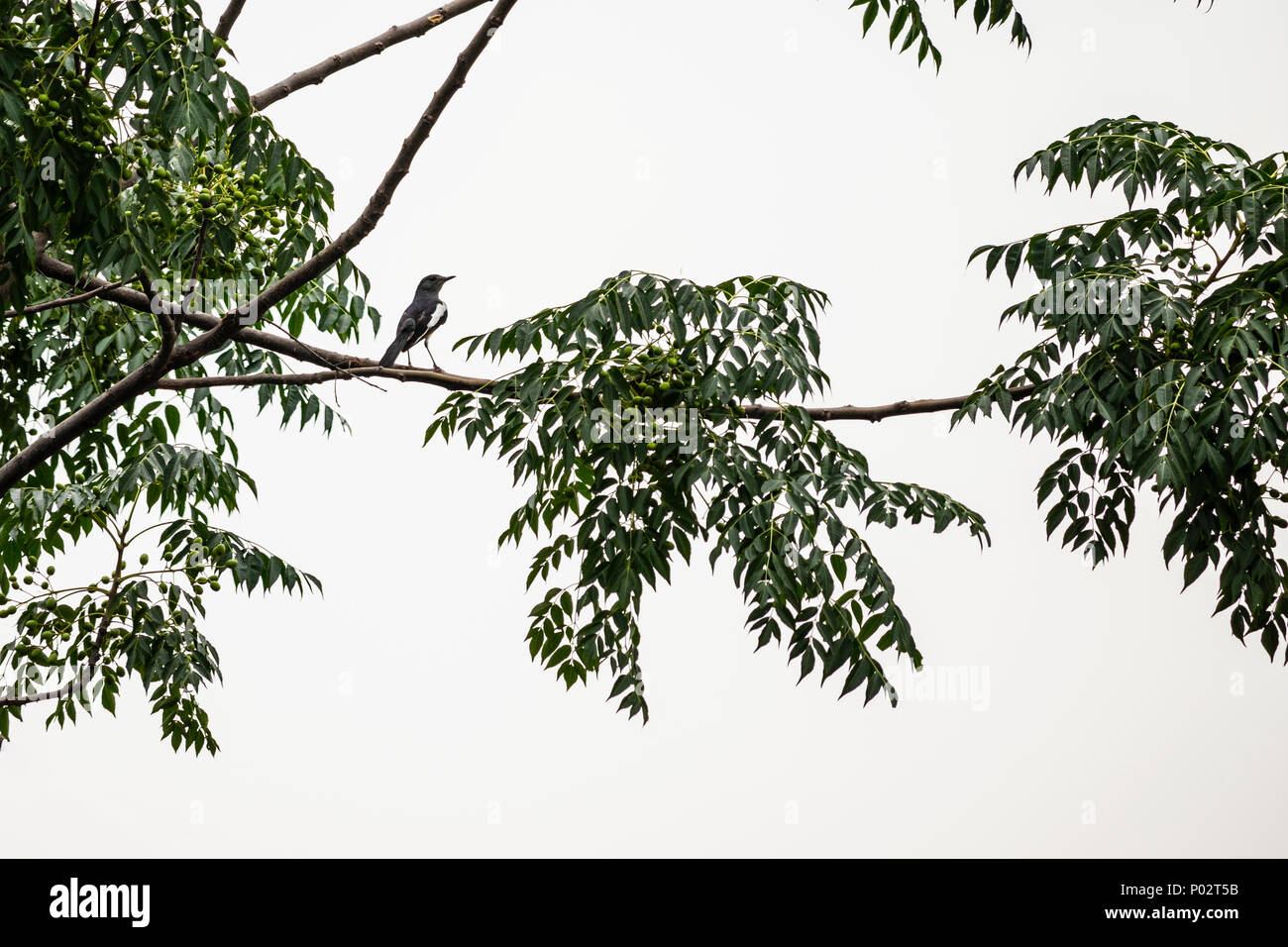 Indian Magpie Robin su un ramo di albero al di fuori di casa mia in Jalandhar, Punjab. Foto Stock