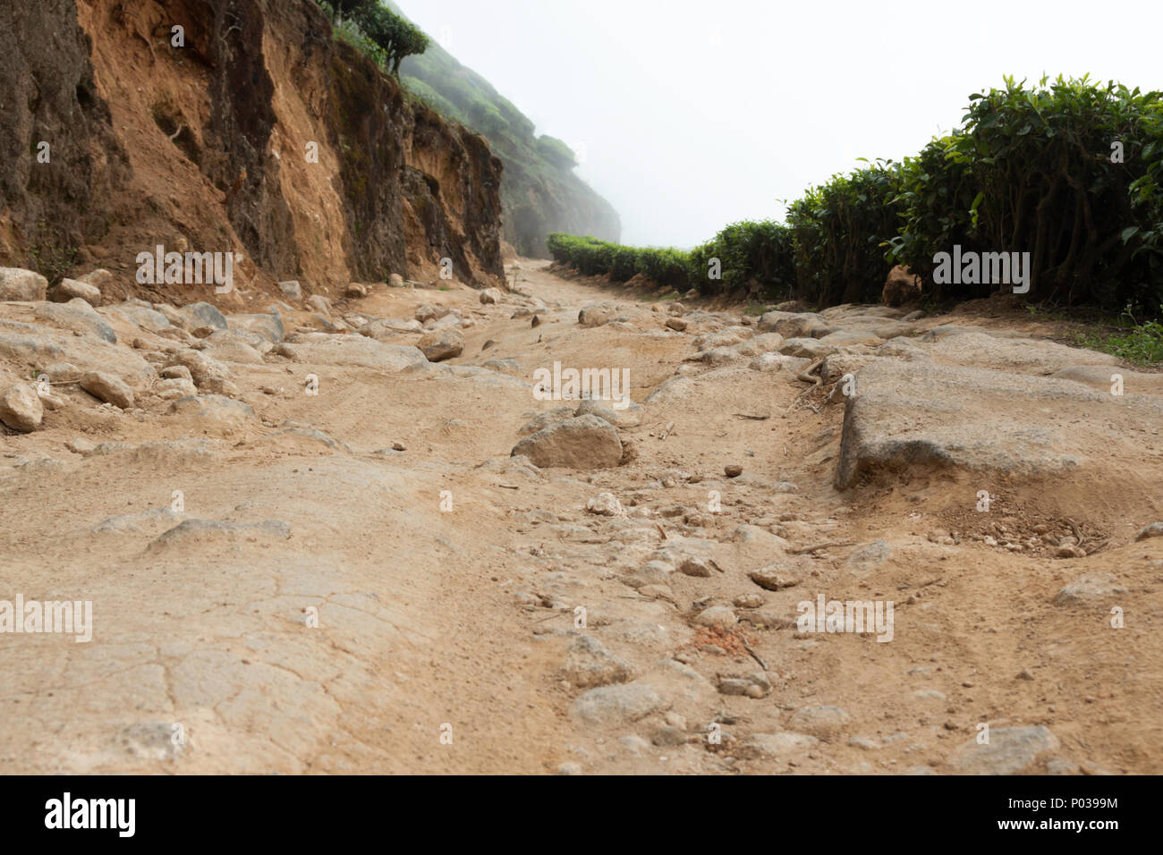 Strada sterrata che conduce al tè Kolukkumalai fabbrica, Kerala, India. Foto Stock