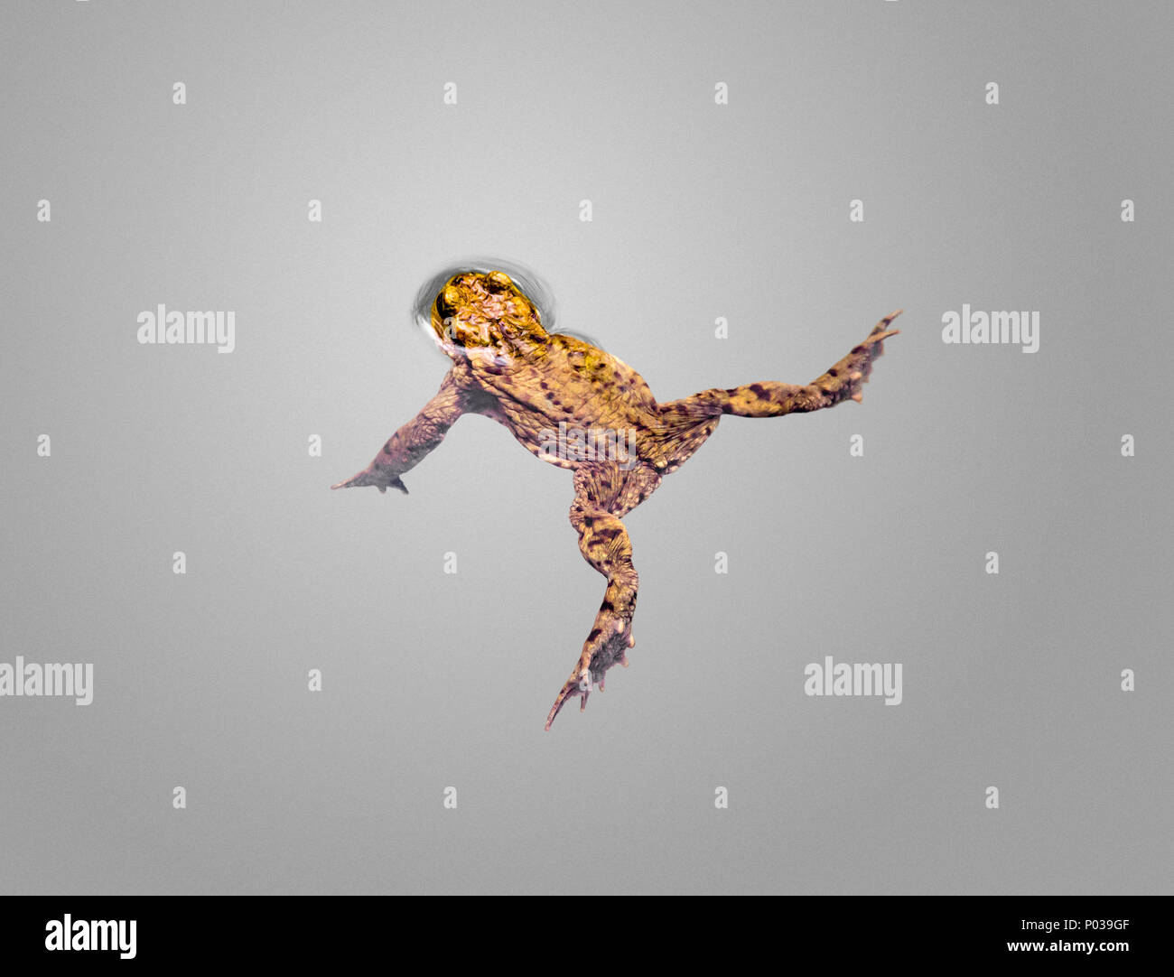 Alta angolazione che mostra un nuoto il rospo comune Foto Stock