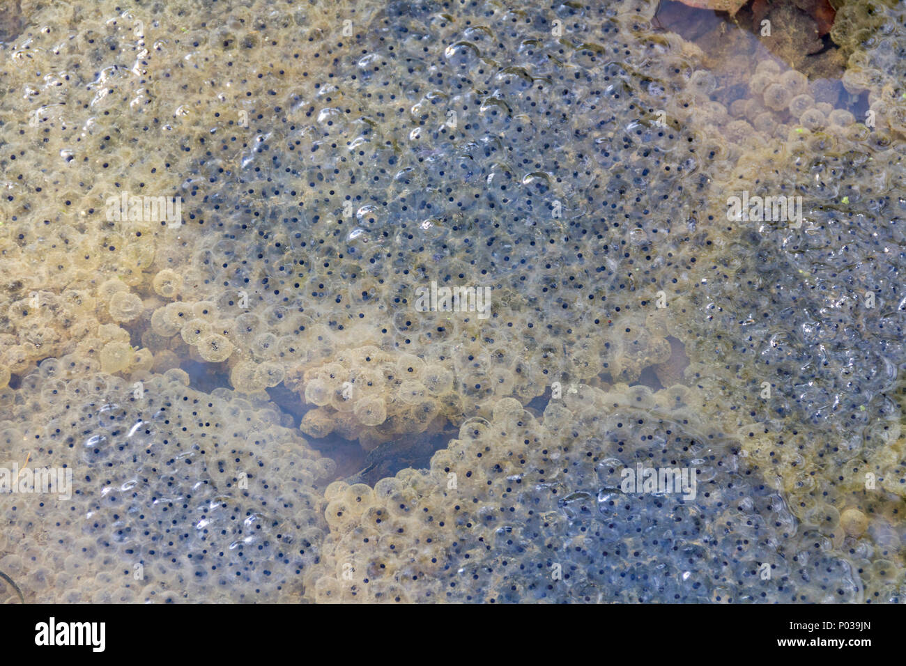 Closeup shot che mostra un sacco di frog spawn a inizio primavera tempo Foto Stock