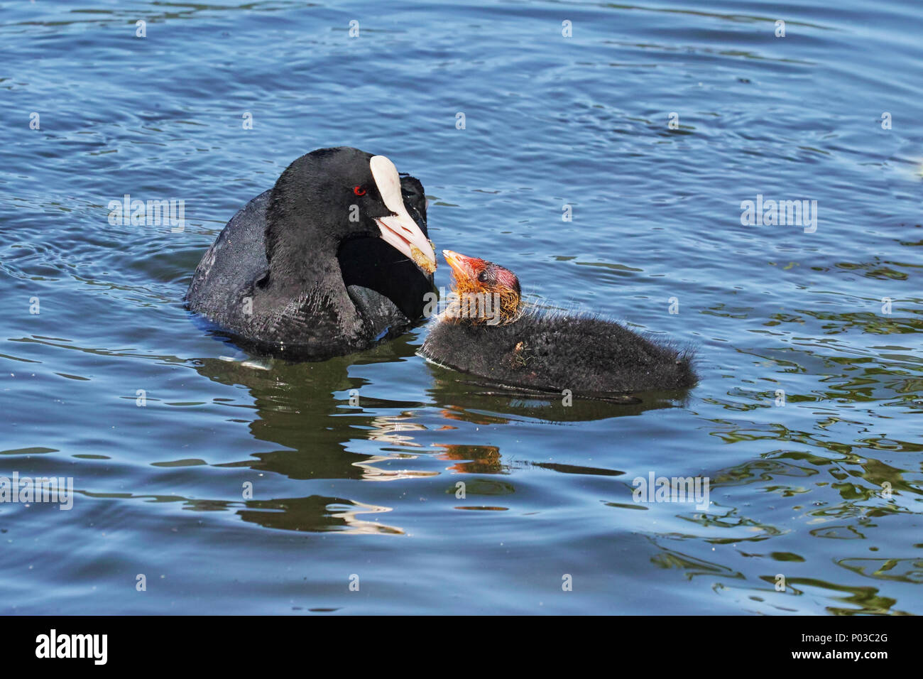Eurasian coot in acqua alimenta il suo pulcino, cura dei genitori Foto Stock