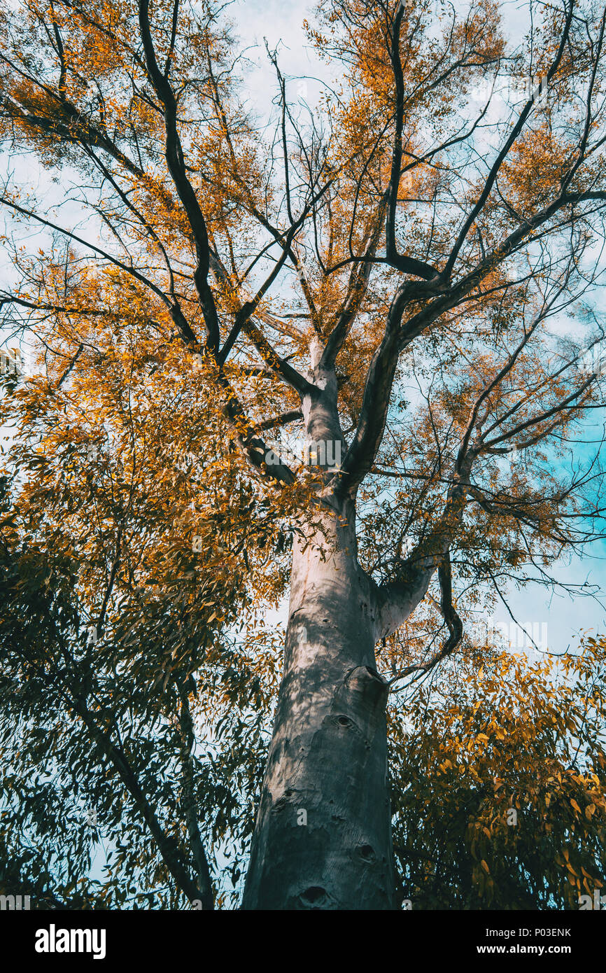 Struttura ad albero e rami di trunk visto da sotto Foto Stock