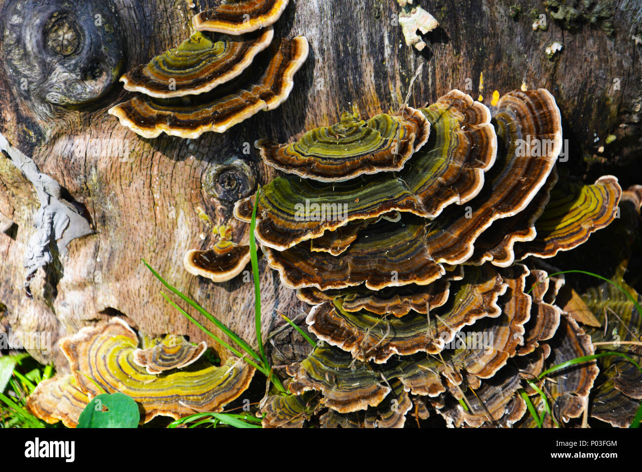 Verde e marrone a forma di fungo presente sul vecchio log in legno. Gruppo di funghi in autunno foresta vicino log vecchi. Foto di funghi, foresta foto. Foto Stock