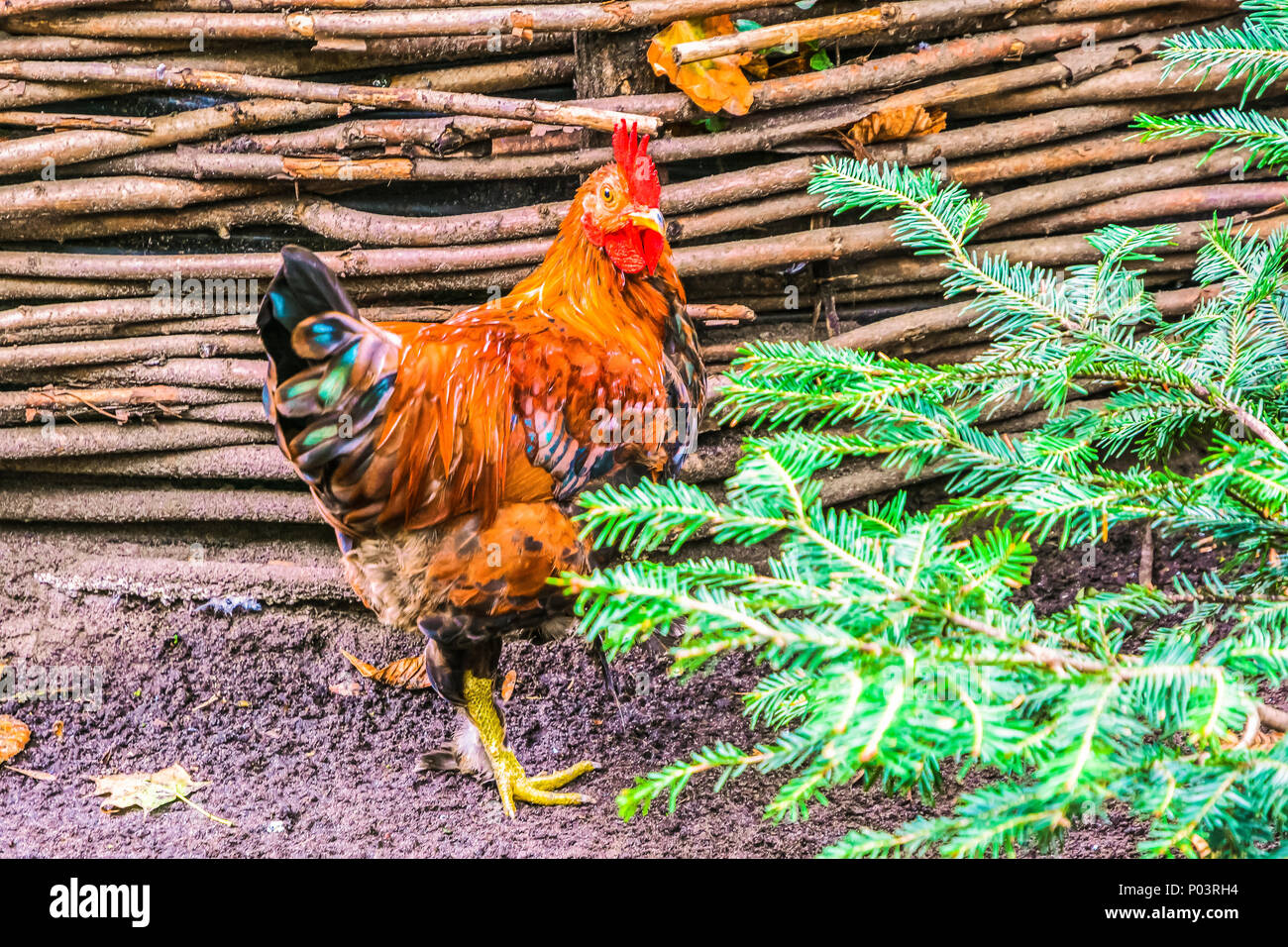 Pollo camminando lungo il percorso del giardino Foto Stock