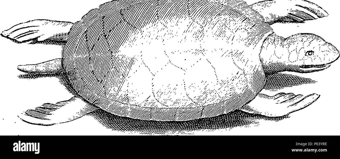 . Inglese: Fleuron dal libro: una storia completa di farmaci. Scritto in francese da Monsieur Pomet. Capo speziale al fine del re francese Lewis XIV. A cui si aggiunge quello che è più lontano osservabile sullo stesso argomento, dal disordine. Lemery e Tournefort, divisi in tre classi, vegetale, animale e minerale; con il loro uso in fisica, chimica, farmacia e molte altre Arti. Illustrato con sopra quattro cento Copper-Cuts, curiosamente fatto dalla vita; e una spiegazione dei loro diversi nomi, luoghi di crescita e paesi in cui essi sono prodotti; con i metodi di distinguere il gen. Foto Stock