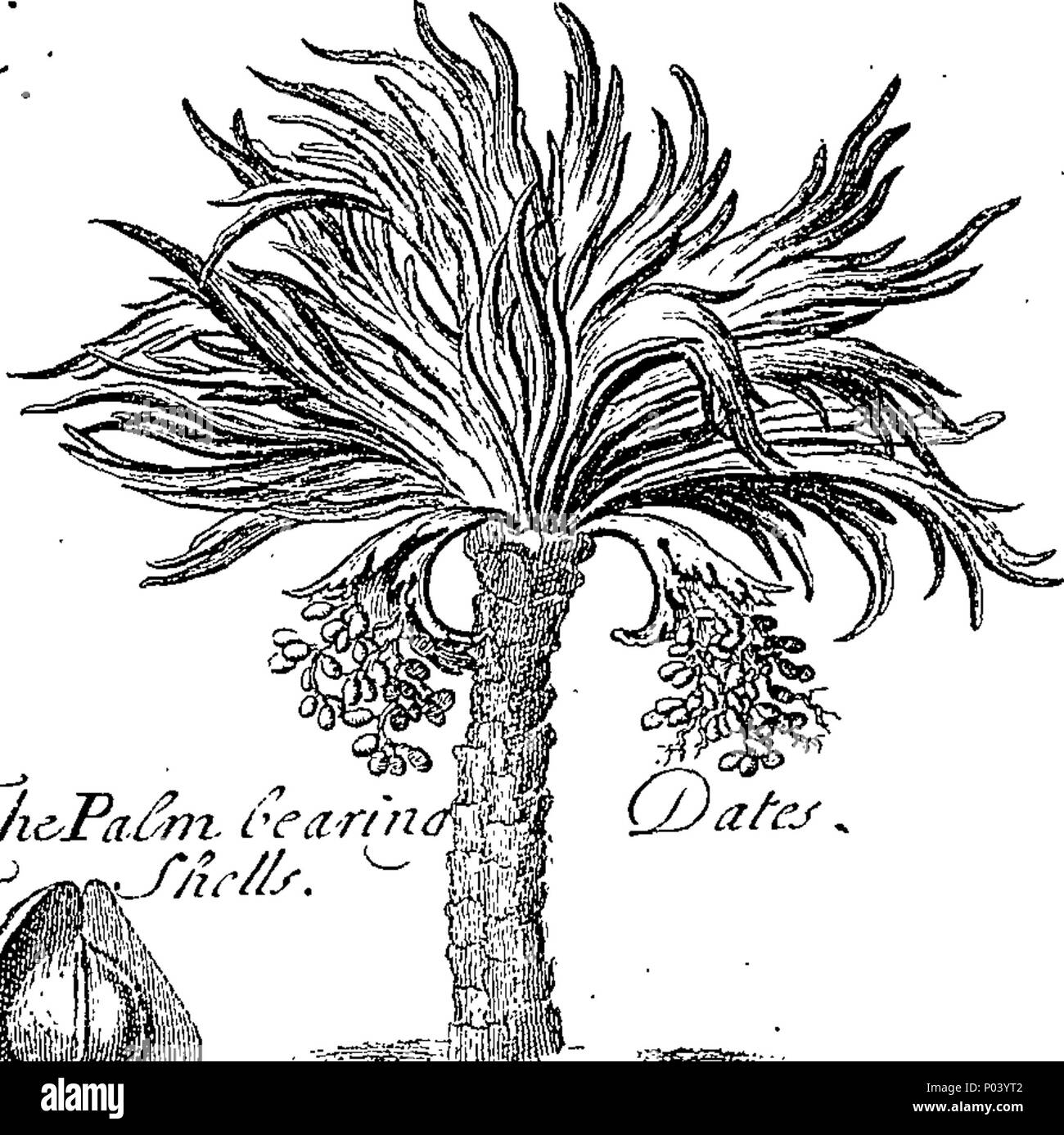 . Inglese: Fleuron dal libro: una storia completa di farmaci. Scritto in francese da Monsieur Pomet. Capo speziale al fine del re francese Lewis XIV. A cui si aggiunge quello che è più lontano osservabile sullo stesso argomento, dal disordine. Lemery e Tournefort, divisi in tre classi, vegetale, animale e minerale; con il loro uso in fisica, chimica, farmacia e molte altre Arti. Illustrato con sopra quattro cento Copper-Cuts, curiosamente fatto dalla vita; e una spiegazione dei loro diversi nomi, luoghi di crescita e paesi in cui essi sono prodotti; con i metodi di distinguere il gen. Foto Stock
