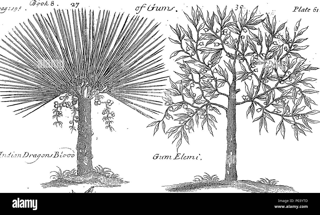 . Inglese: Fleuron dal libro: una storia completa di farmaci. Scritto in francese da Monsieur Pomet. Capo speziale al fine del re francese Lewis XIV. A cui si aggiunge quello che è più lontano osservabile sullo stesso argomento, dal disordine. Lemery e Tournefort, divisi in tre classi, vegetale, animale e minerale; con il loro uso in fisica, chimica, farmacia e molte altre Arti. Illustrato con sopra quattro cento Copper-Cuts, curiosamente fatto dalla vita; e una spiegazione dei loro diversi nomi, luoghi di crescita e paesi in cui essi sono prodotti; con i metodi di distinguere il gen. Foto Stock