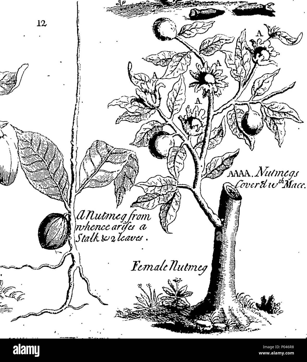 . Inglese: Fleuron dal libro: A compleat storia di druggs, scritto in francese da Monsieur Pomet, Chief speziale al presente re francese; a cui si aggiunge quello che è osservabile inoltre sullo stesso soggetto, dai sigg. Lemery e Tournefort, divisi in tre classi, vegetale, animale e minerale; con il loro uso in Physick, Chymistry, farmacia, e diverse altre arti: illustrato sopra con quattro rame hundre cutts curiosamente fatto dalla vita; e una spiegazione dei loro diversi nomi, luoghi di crescita, e paesi da dove essi vengono portati; il modo di conoscere il vero dal falso, Foto Stock