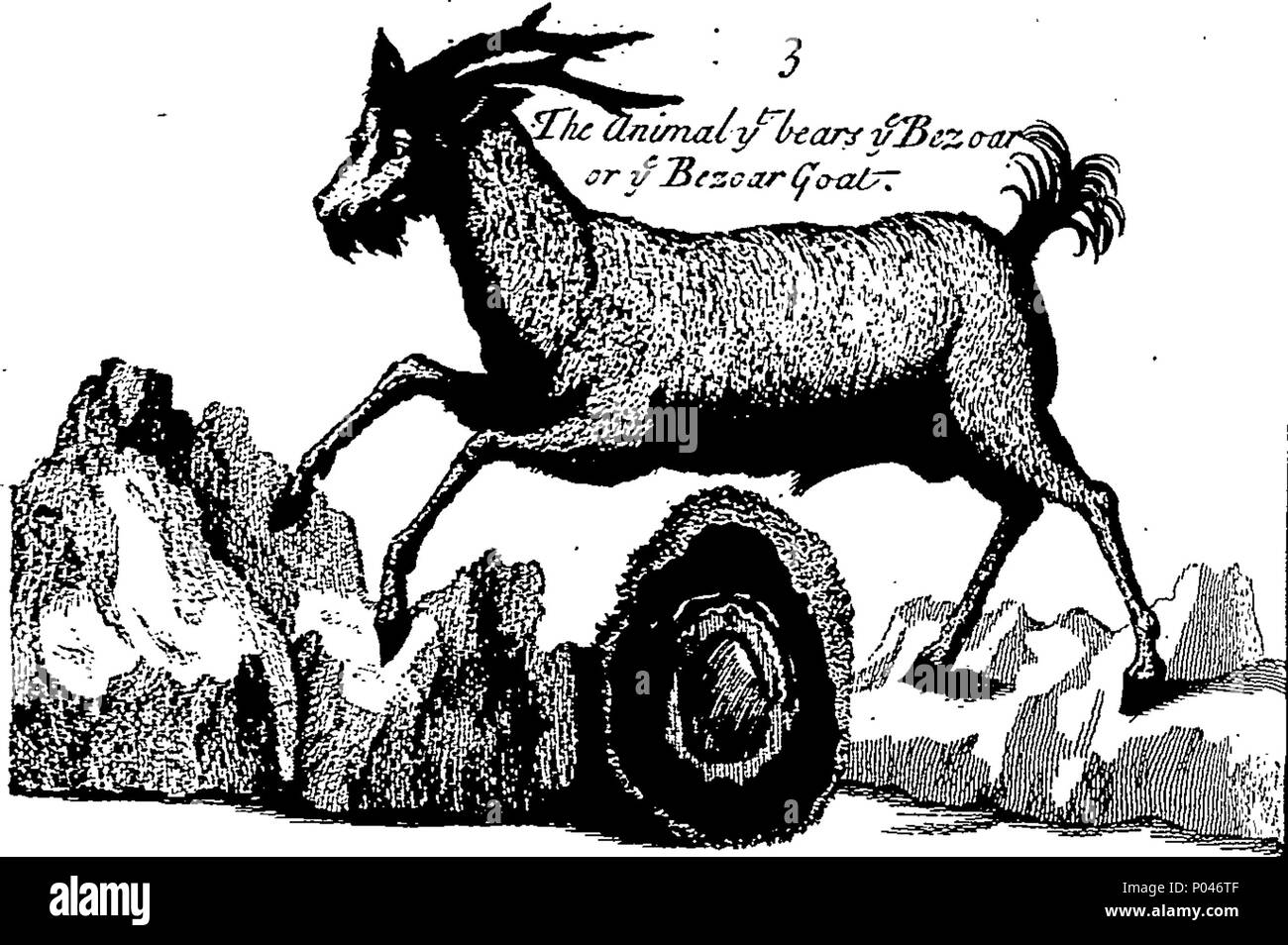 . Inglese: Fleuron dal libro: A compleat storia di druggs, scritto in francese da Monsieur Pomet, Chief speziale al presente re francese; a cui si aggiunge quello che è osservabile inoltre sullo stesso soggetto, dai sigg. Lemery e Tournefort, divisi in tre classi, vegetale, animale e minerale; con il loro uso in Physick, Chymistry, farmacia, e diverse altre arti: illustrato sopra con quattro rame hundre cutts curiosamente fatto dalla vita; e una spiegazione dei loro diversi nomi, luoghi di crescita, e paesi da dove essi vengono portati; il modo di conoscere il vero dal falso, Foto Stock