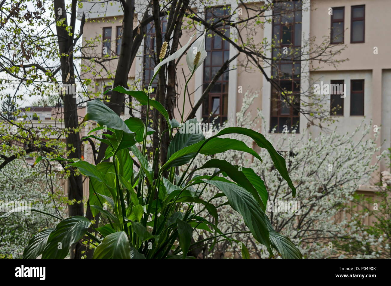 Bianco giglio di pace o Spathiphyllum cochlearispathum nella primavera giardino fiorito sfondo, Sofia, Bulgaria Foto Stock