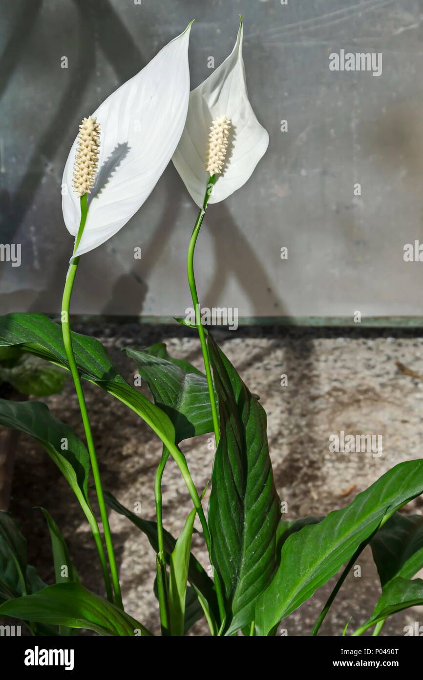 Ramo di un bianco giglio di pace o Spathiphyllum cochlearispathum al sole, Sofia, Bulgaria Foto Stock
