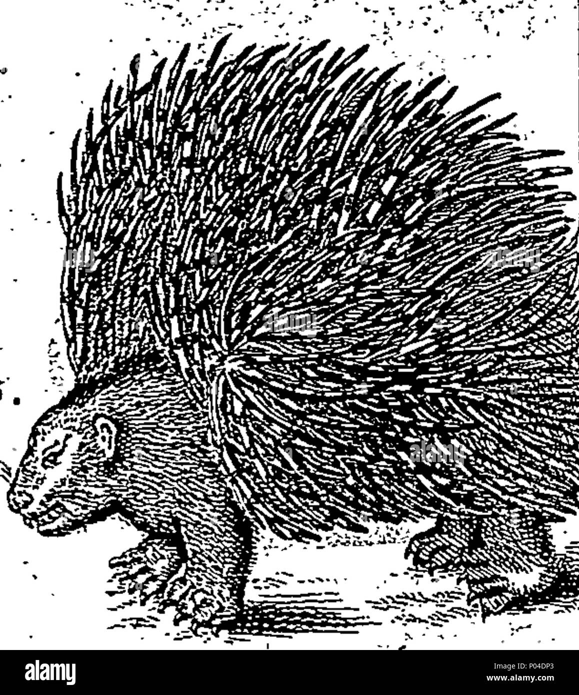 . Inglese: Fleuron dal libro: una descrizione di tre centinaia di animali, vale a dire animali, uccelli, pesci, serpe[nt]s, [un]d[s]ts. Con un conto in particolare delle loro modalità di cattura di balene in Groenlandia. Estratto dai migliori autori, adattato all'uso di tutte le capacità. Illustrato con piastre di rame, sul quale è curiosamente engraven ogni Beast-Bird, pesce, Serpent e insetti, describ'd in tutto il libro. 87 Una descrizione di tre centinaia di animali, viz Fleuron n023359-19 Foto Stock