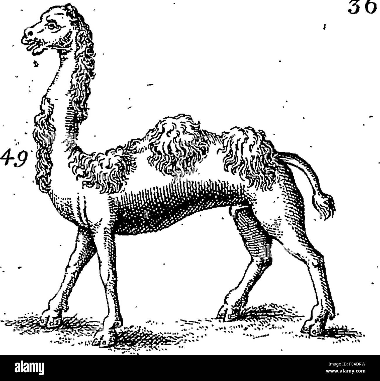 . Inglese: Fleuron dal libro: una descrizione di tre centinaia di animali, vale a dire animali, uccelli, pesci, serpe[nt]s, [un]d[s]ts. Con un conto in particolare delle loro modalità di cattura di balene in Groenlandia. Estratto dai migliori autori, adattato all'uso di tutte le capacità. Illustrato con piastre di rame, sul quale è curiosamente engraven ogni Beast-Bird, pesce, Serpent e insetti, describ'd in tutto il libro. 87 Una descrizione di tre centinaia di animali, viz Fleuron n023359-36 Foto Stock