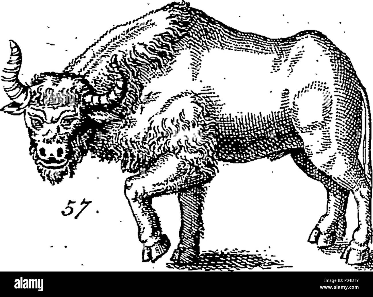. Inglese: Fleuron dal libro: una descrizione di tre centinaia di animali, vale a dire animali, uccelli, pesci, serpe[nt]s, [un]d[s]ts. Con un conto in particolare delle loro modalità di cattura di balene in Groenlandia. Estratto dai migliori autori, adattato all'uso di tutte le capacità. Illustrato con piastre di rame, sul quale è curiosamente engraven ogni Beast-Bird, pesce, Serpent e insetti, describ'd in tutto il libro. 87 Una descrizione di tre centinaia di animali, viz Fleuron n023359-44 Foto Stock