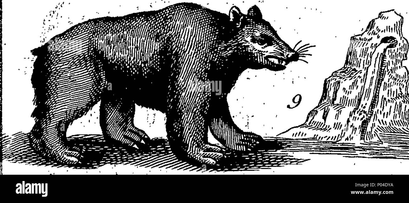 . Inglese: Fleuron dal libro: una descrizione di tre centinaia di animali, vale a dire animali, uccelli, pesci, serpenti e insetti. Con un conto in particolare delle loro modalità di cattura di balene in Groenlandia. Estratto dai migliori autori e adattato per l'uso di tutte le capacità. Illustrato con rame-piastre su cui è curiosamente engraven ogni bestia, uccelli, pesci, Serpent e insetti, descritto in tutto il libro. 87 Una descrizione di tre centinaia di animali, viz Fleuron T118395-13 Foto Stock