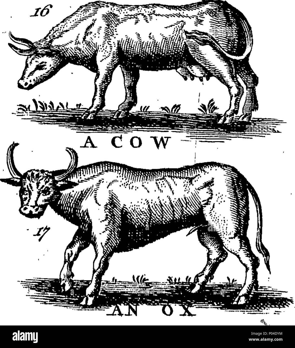 . Inglese: Fleuron dal libro: una descrizione di tre centinaia di animali, vale a dire animali, uccelli, pesci, serpenti e insetti. Con un conto in particolare delle loro modalità di cattura di balene in Groenlandia. Estratto dai migliori autori e adattato per l'uso di tutte le capacità. Illustrato con rame-piastre su cui è curiosamente engraven ogni bestia, uccelli, pesci, Serpent e insetti, descritto in tutto il libro. 87 Una descrizione di tre centinaia di animali, viz Fleuron T118395-17 Foto Stock