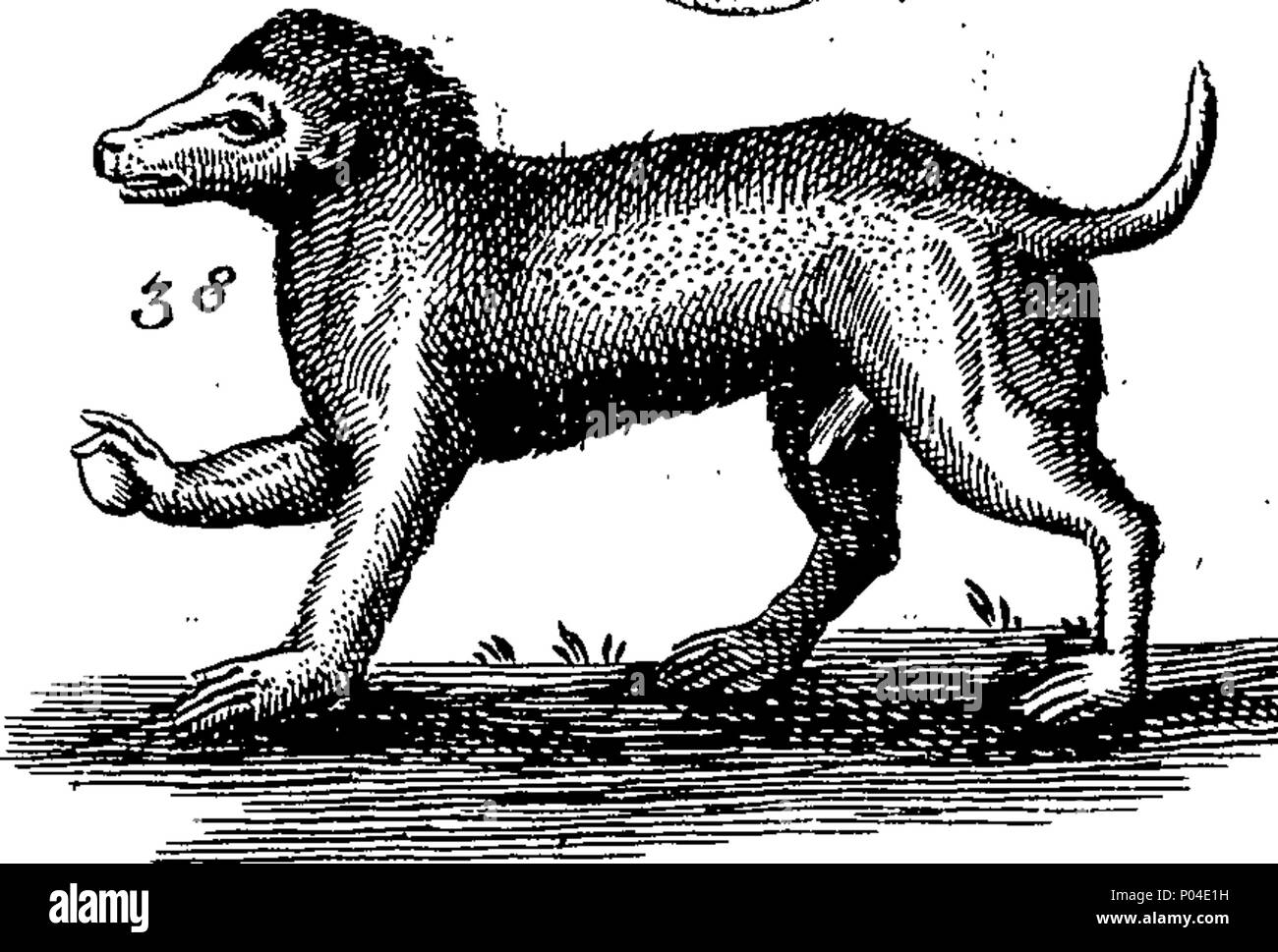 . Inglese: Fleuron dal libro: una descrizione di tre centinaia di animali, vale a dire animali, uccelli, pesci, serpenti e insetti. Con un conto in particolare delle loro modalità di cattura di balene in Groenlandia. Estratto dai migliori autori e adattato per l'uso di tutte le capacità. Illustrato con rame-piastre su cui è curiosamente engraven ogni bestia, uccelli, pesci, Serpent e insetti, descritto in tutto il libro. 87 Una descrizione di tre centinaia di animali, viz Fleuron T118395-35 Foto Stock